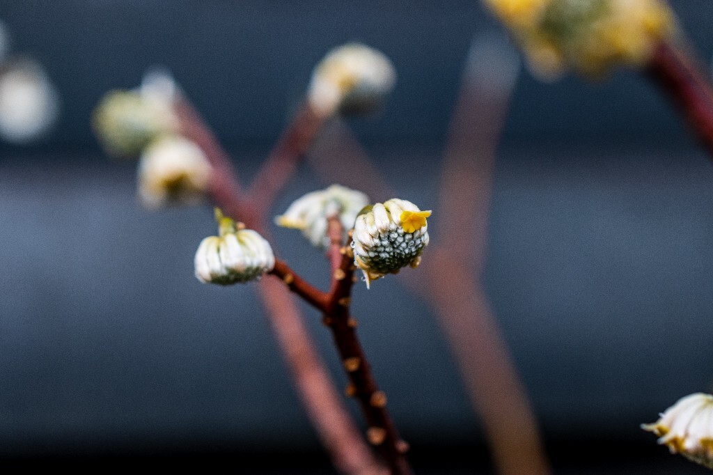 打结花 打结树 黄瑞香 喜花 梦冬花 岩泽兰 三桠皮 三叉树 蒙花 家香 山棉皮 雪花皮 梦花