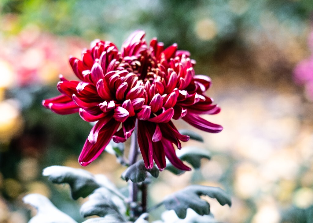 菊花 寿客 金英 黄华 秋菊 陶菊 日精 女华 延年 隐逸花 家菊 花儿 盛开的菊花