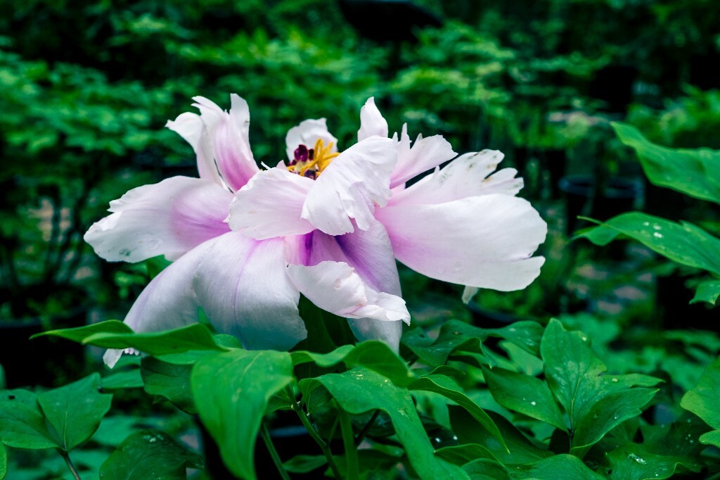 鼠姑 鹿韭 白茸 木芍药 百雨金 洛阳花 富贵花 牡丹 植物 花朵 花儿 牡丹花 含苞待放