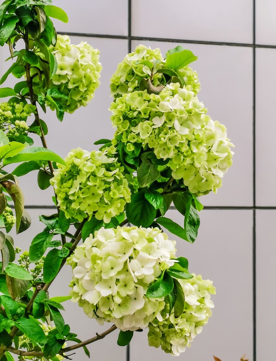 八仙花 粉团花 草绣球 紫绣球 紫阳花 绣球 大八仙花 花朵 花草 摄影 植物