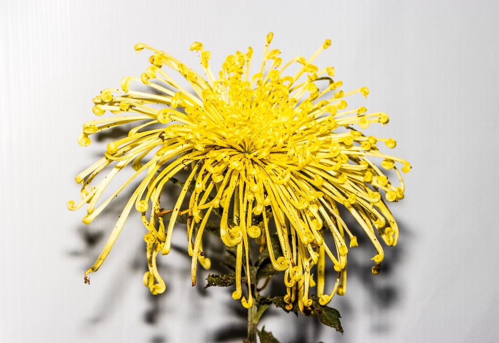 菊花 寿客 金英 黄华 秋菊 陶菊 日精 女华 延年 隐逸花 家菊 植物 花朵 图片 摄影 旅行 菊花展