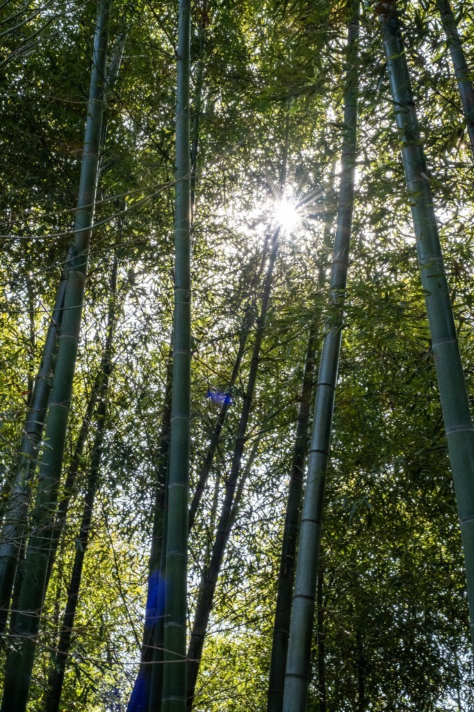 风光 山间小路 自然 风光 径山寺风光 曲径通幽 旅行 爬山 灯 光与影 光影的故事