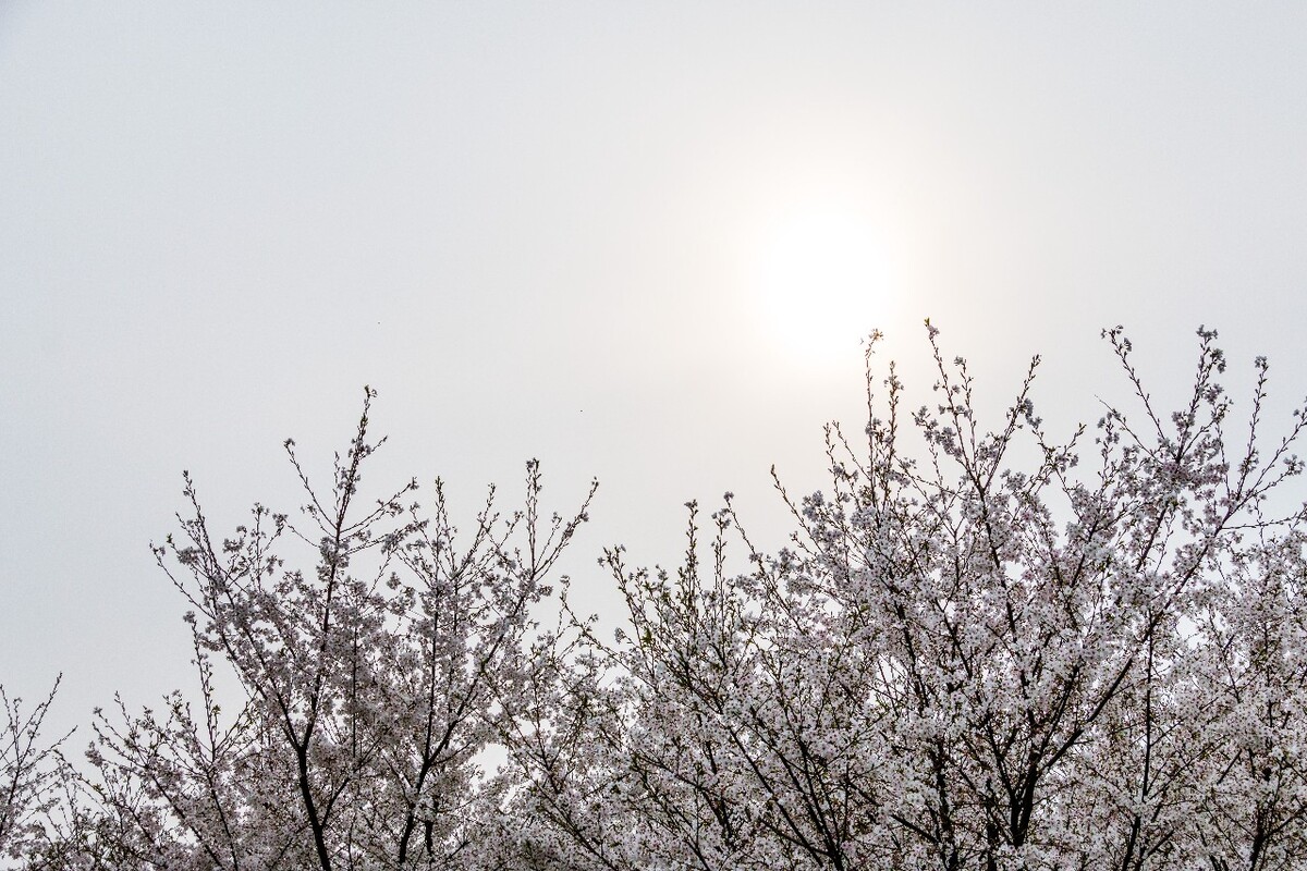 日本樱花 樱花 东京樱花 Cherry Tree 花儿 花卉 植物 太子湾樱花 樱花