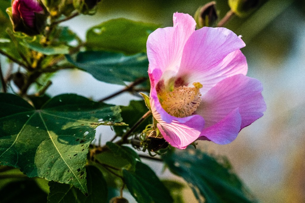 芙蓉花 拒霜花 木莲 地芙蓉 杹木 三变花 九头花 铁箍散 转观花  清凉膏 木芙蓉 植物 花朵 花儿 风光