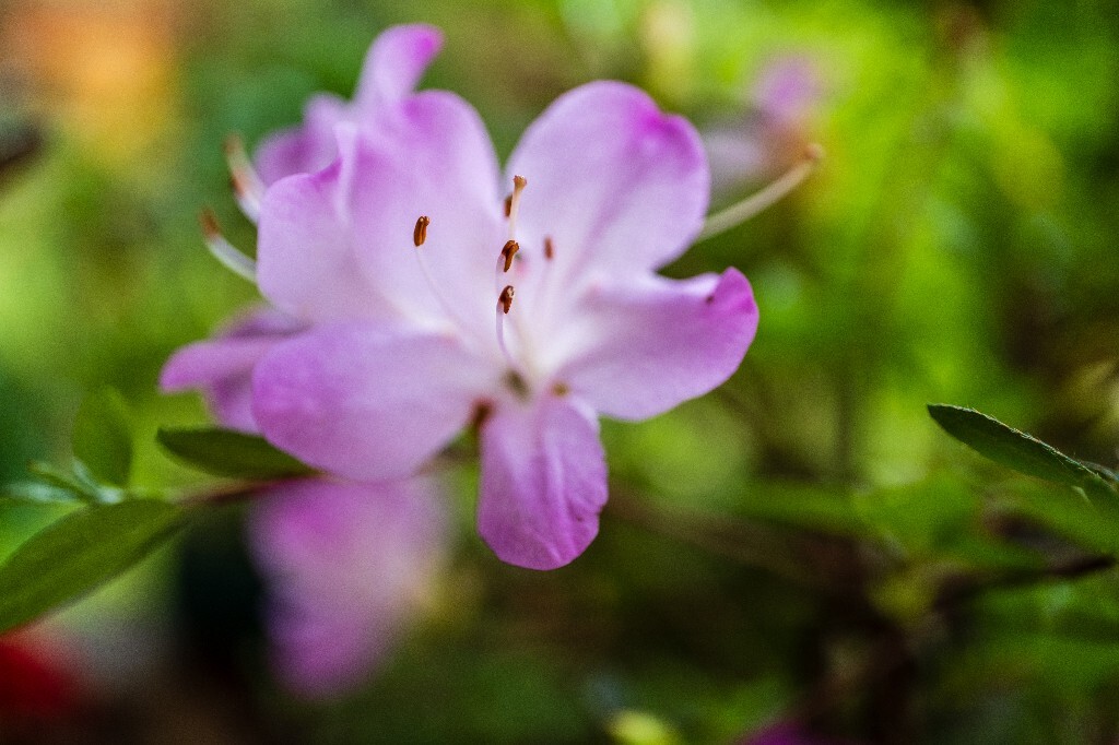 杜鹃花 山踯躅 山石榴 映山红 照山红 唐杜鹃 春鸟花 杜鹃 植物 微距 摄影 风光 自然