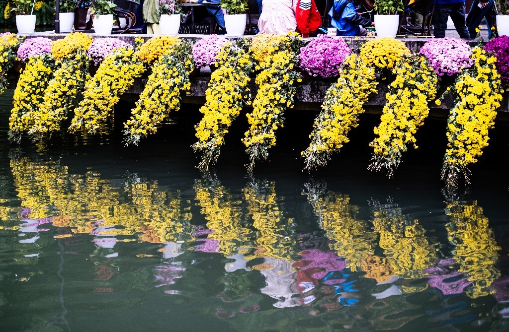 菊花 寿客 金英 黄华 秋菊 陶菊 日精 女华 延年 隐逸花 家菊 花儿 盛开的菊花