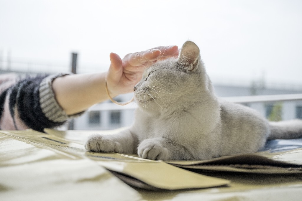 猫猫? 摄影 宠物 自然 环境 宠物摄影 喵星人