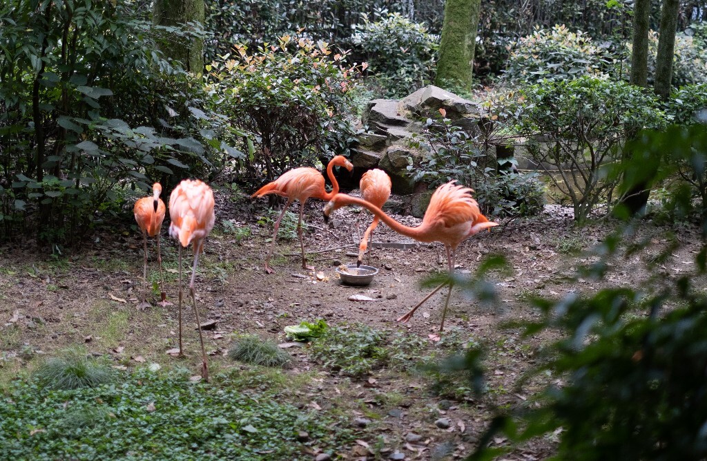 红鹳 白鹤 鸟儿 鸟类 摄影 自然 动物园 旅行