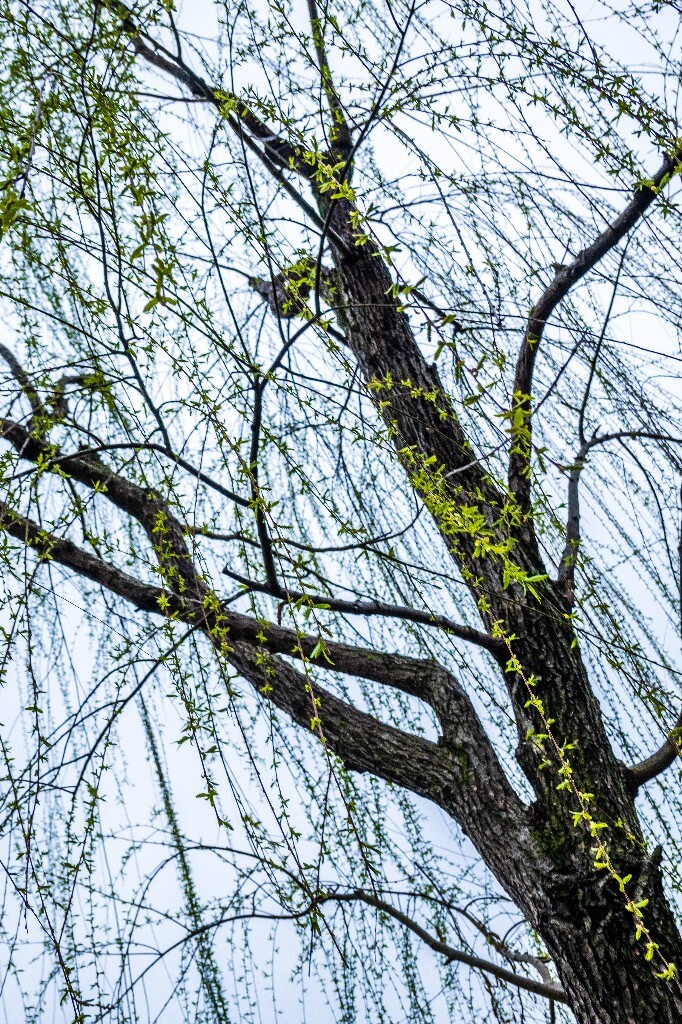 柳树 风光 西湖风光 柳树 柳叶 西糊柳树 植物 叶子