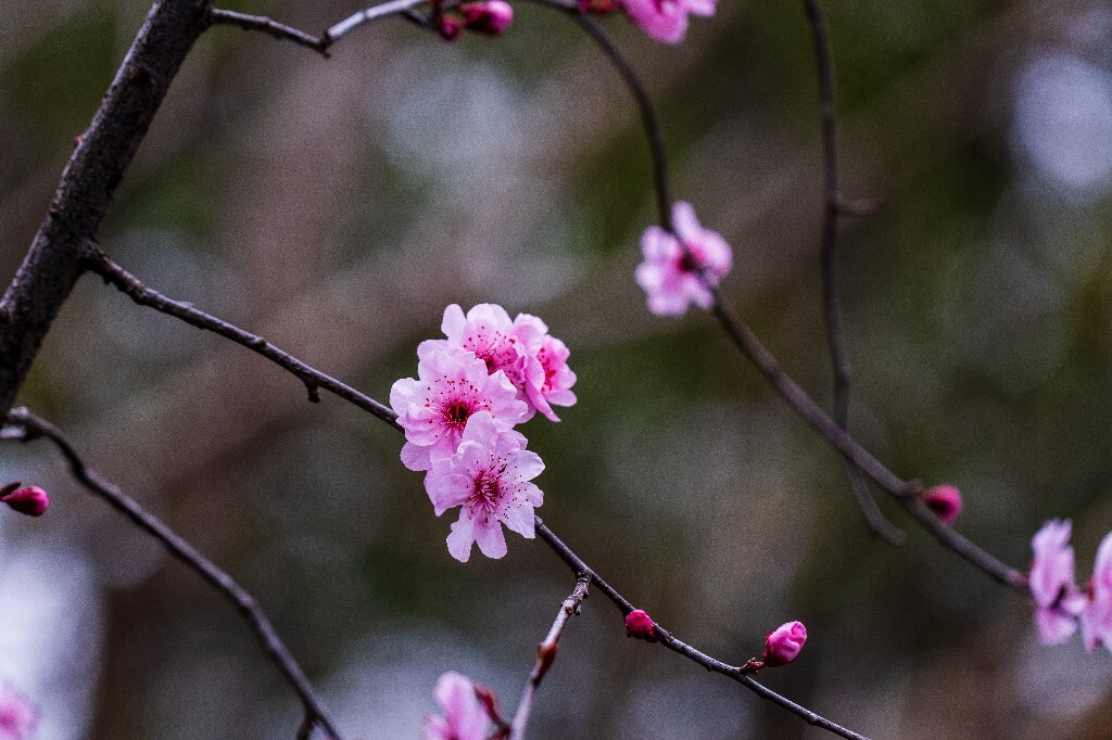 桃花 植物 花朵 花儿 风光 微距 摄影 自然风光 盛开的桃花