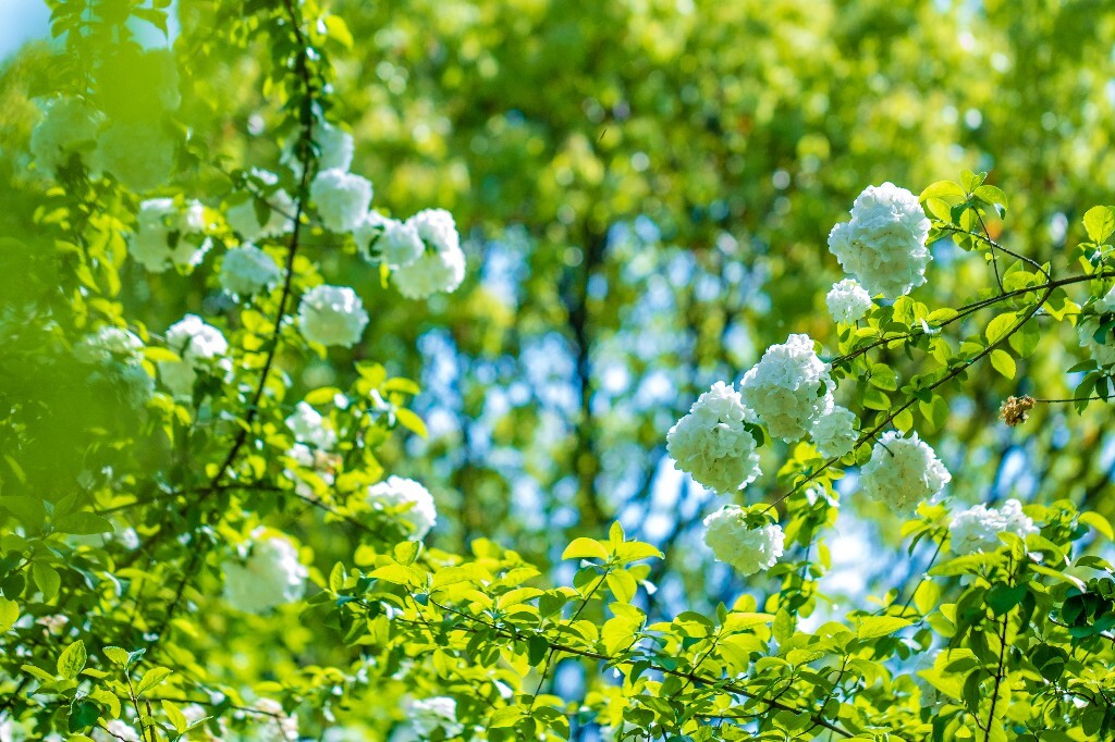 粉团花 紫阳花 八仙花 绣球 木绣球 草绣球 紫绣球 花朵 花儿 植物 摄影