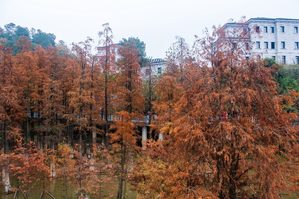 落叶乔木 水杉 梳子杉 树木 秋季 秋天 秋天的颜色 图片 摄影 风光 旅游