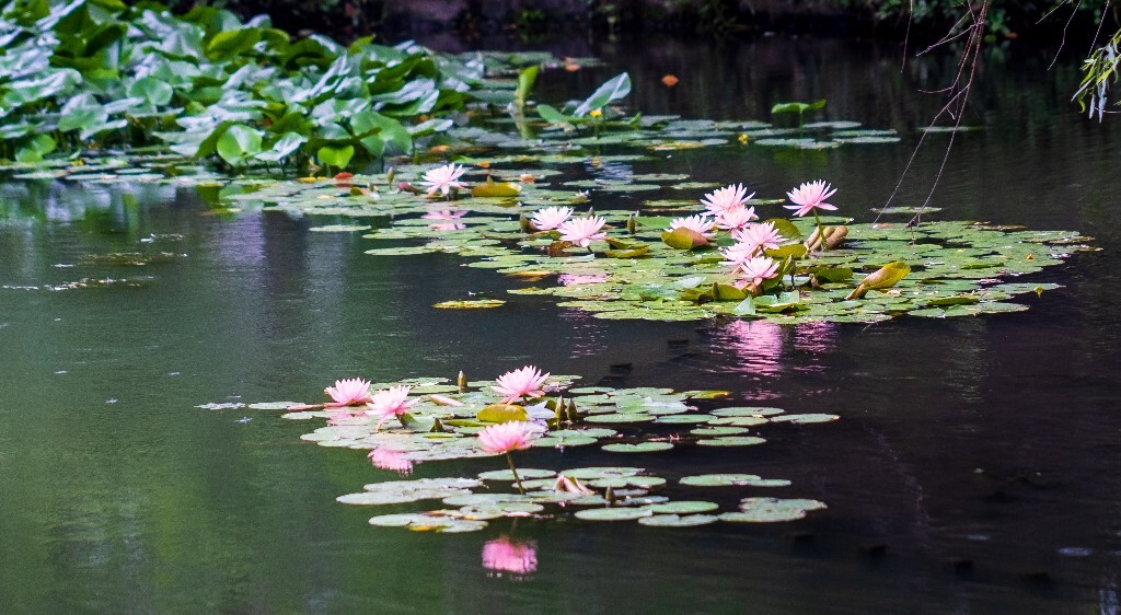 植物 风光 花朵 睡莲 花儿 花朵 粉色睡莲