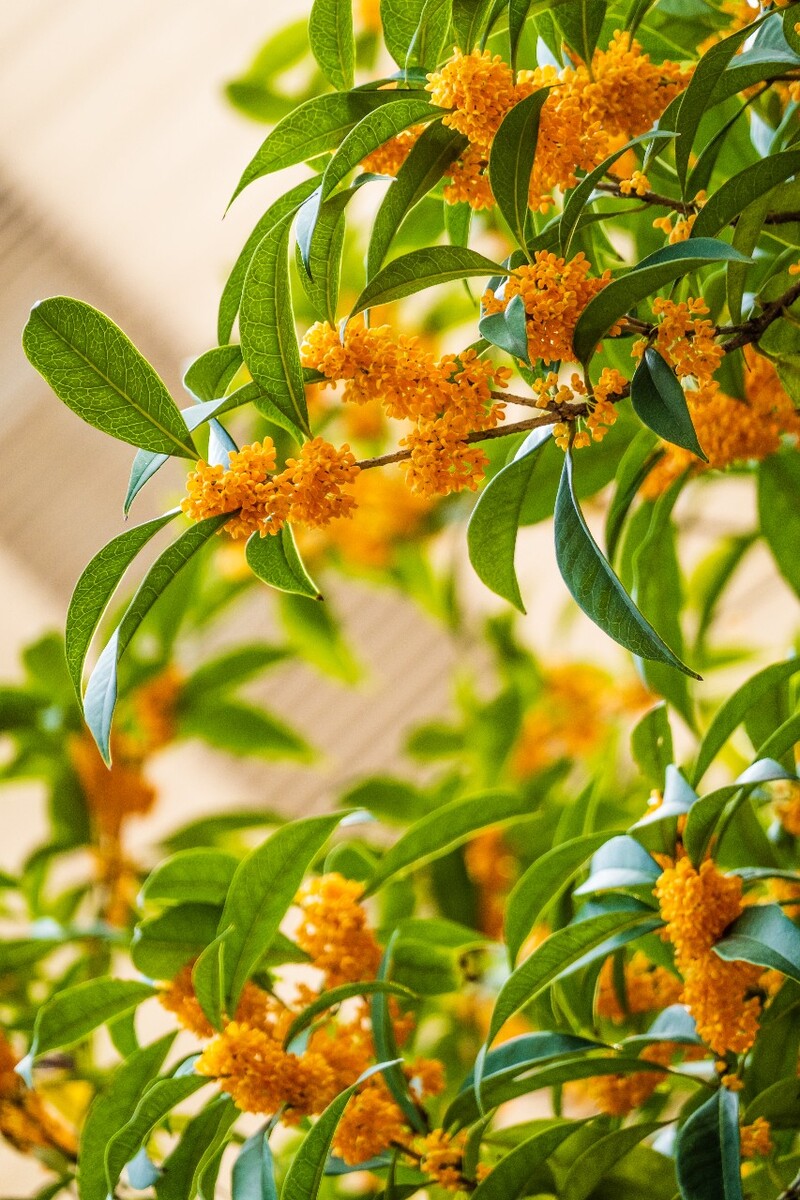 桂花 花朵 植物 摄影 旅行 花儿 金桂 银桂