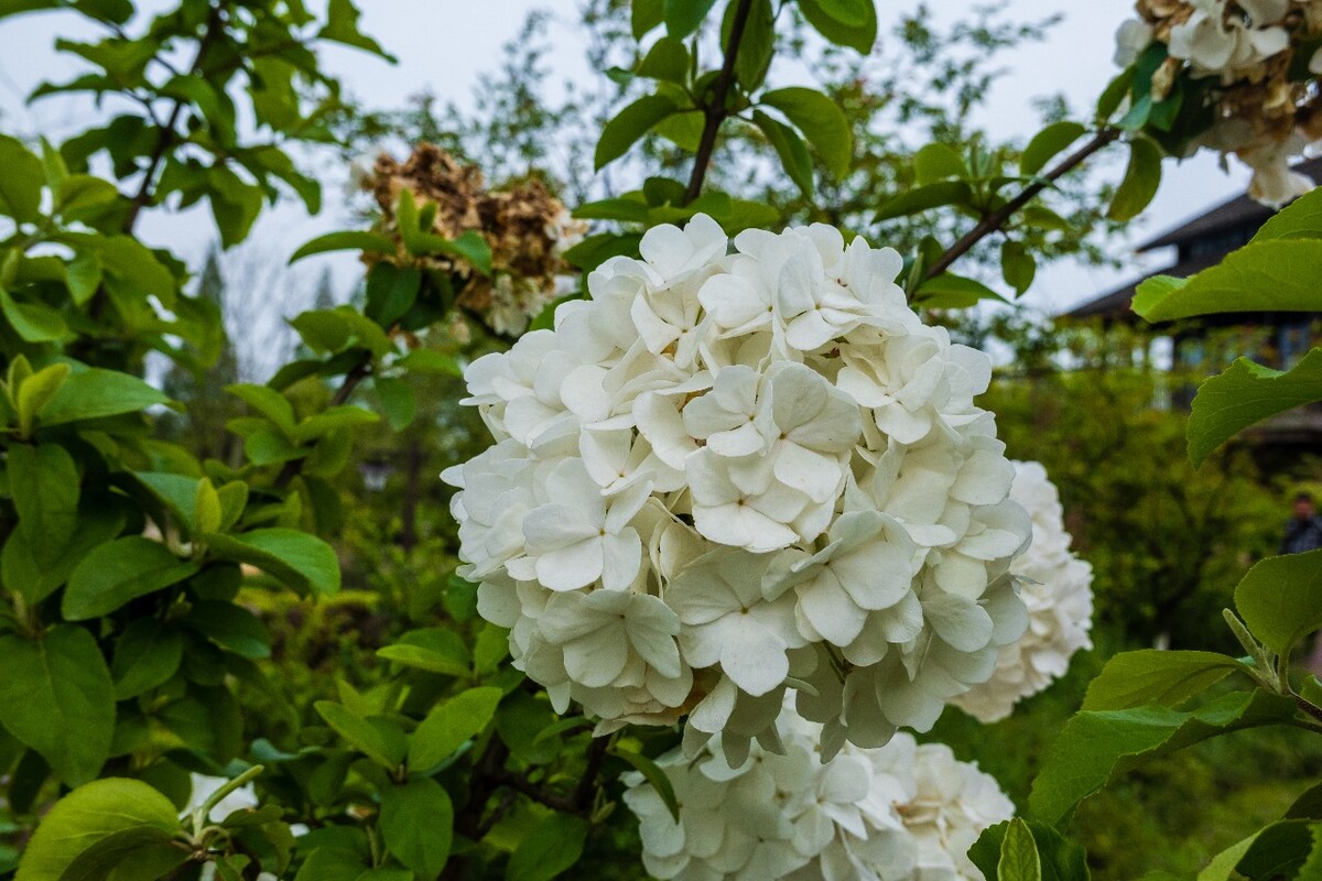 绣球 花 八仙花 粉团花 草绣球 紫绣球 紫阳花 绣球 图片 摄影 花草