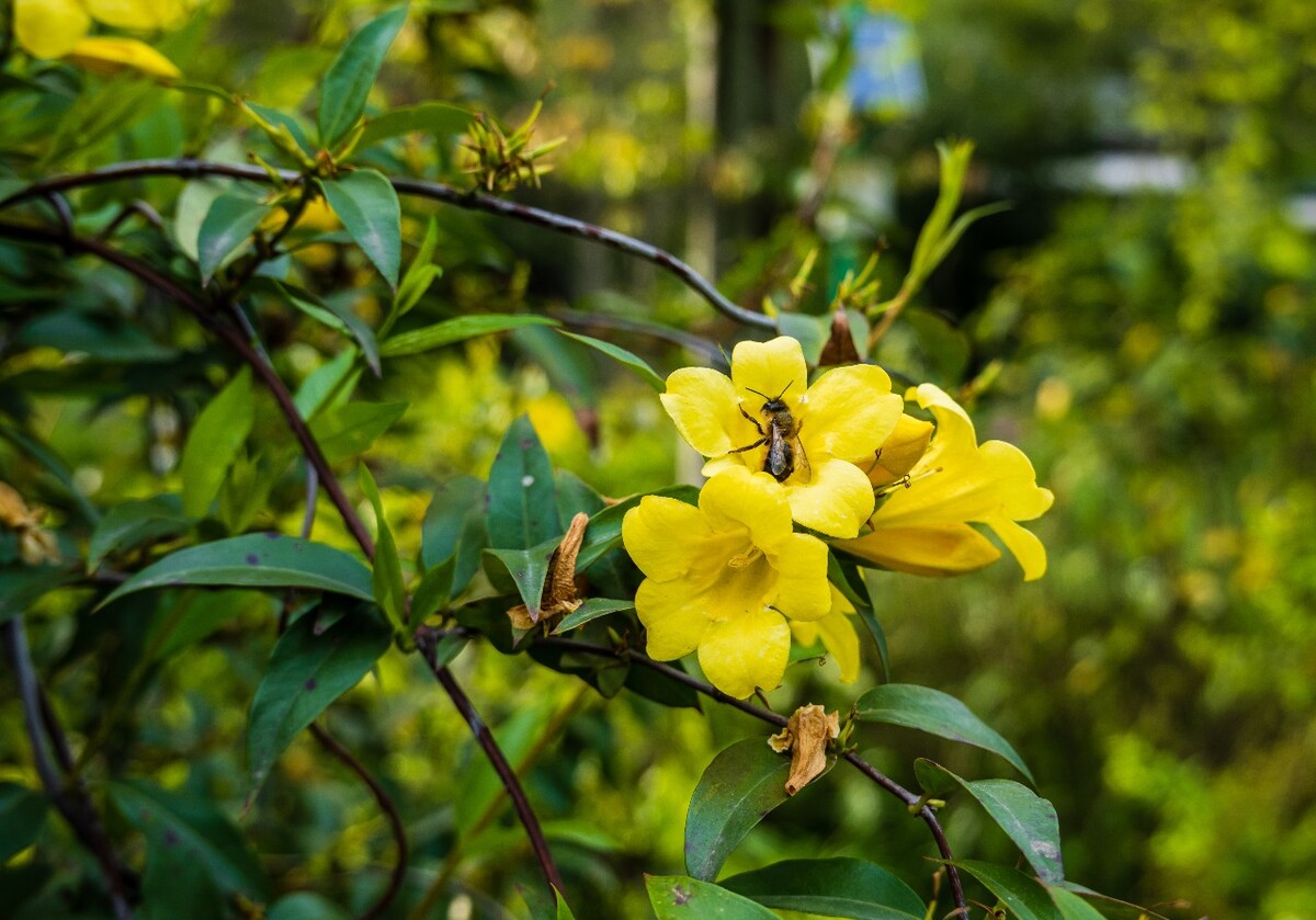 自然  风光 风景 黄色的花 摄影 素材  蜜蜂 采花 蜜蜂采花