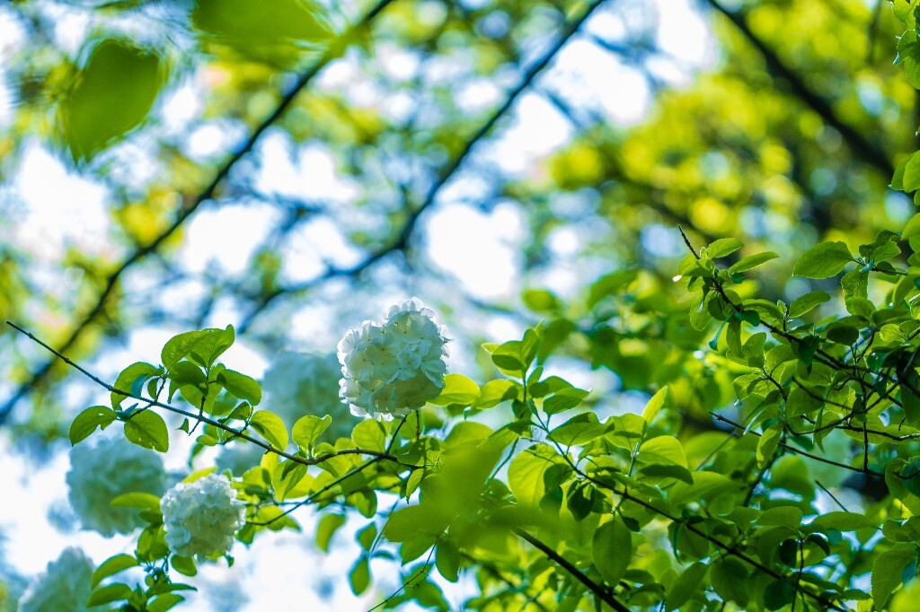 粉团花 紫阳花 八仙花 绣球 木绣球 草绣球 紫绣球 花朵 花儿 植物 摄影
