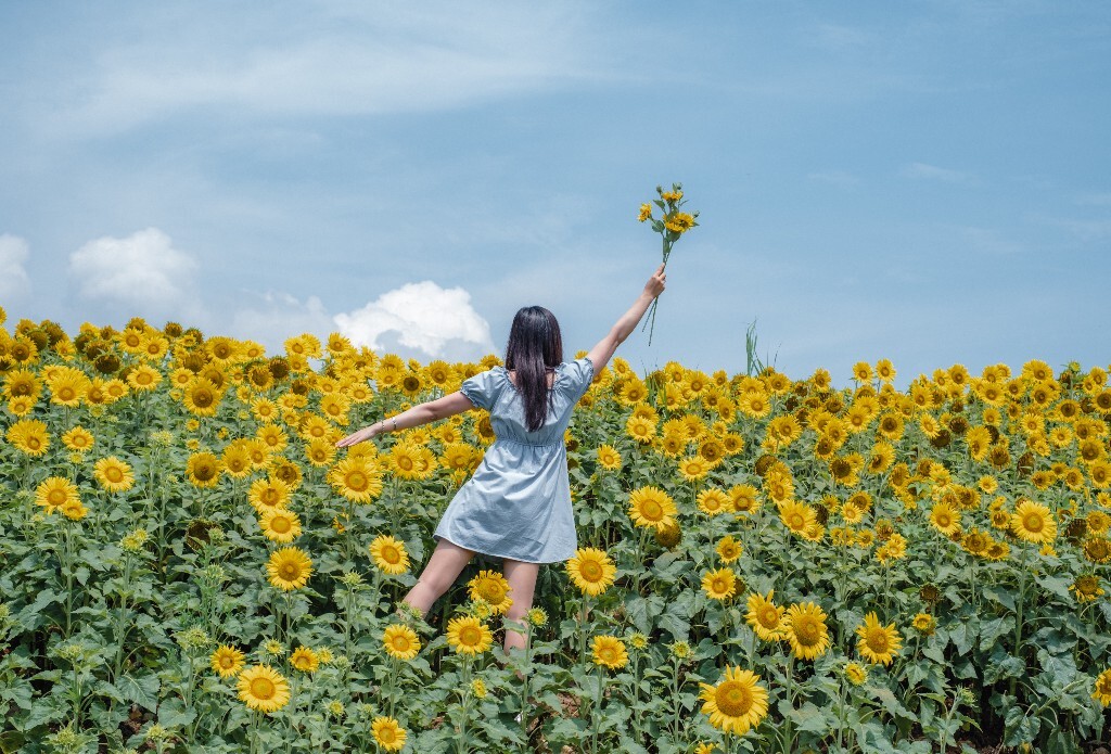 人像 背影 自然 风光 向日葵 花海 太阳花 转日莲