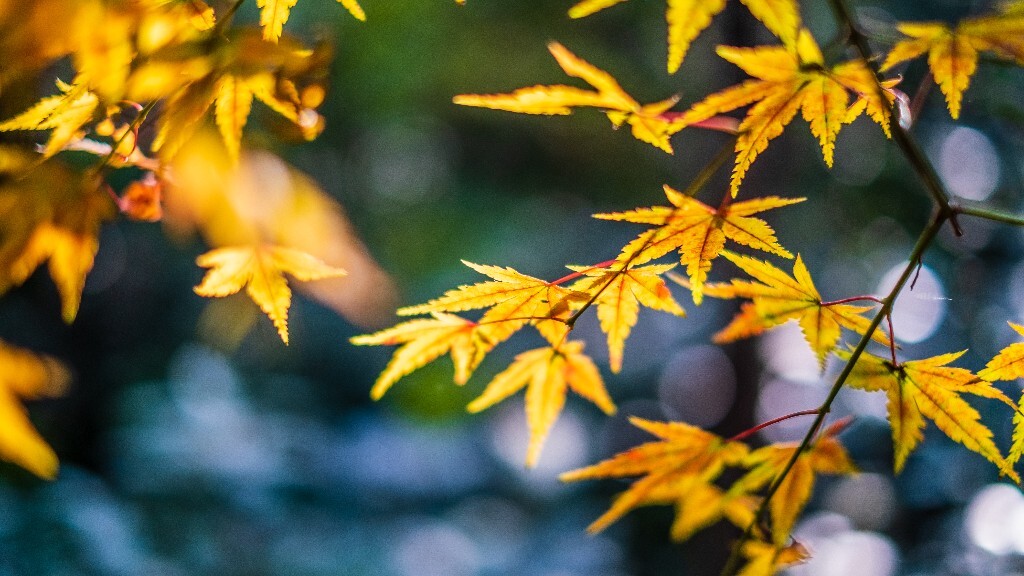 枫叶 红叶 秋天 植物 风光 摄影 自然 旅行 叶子
