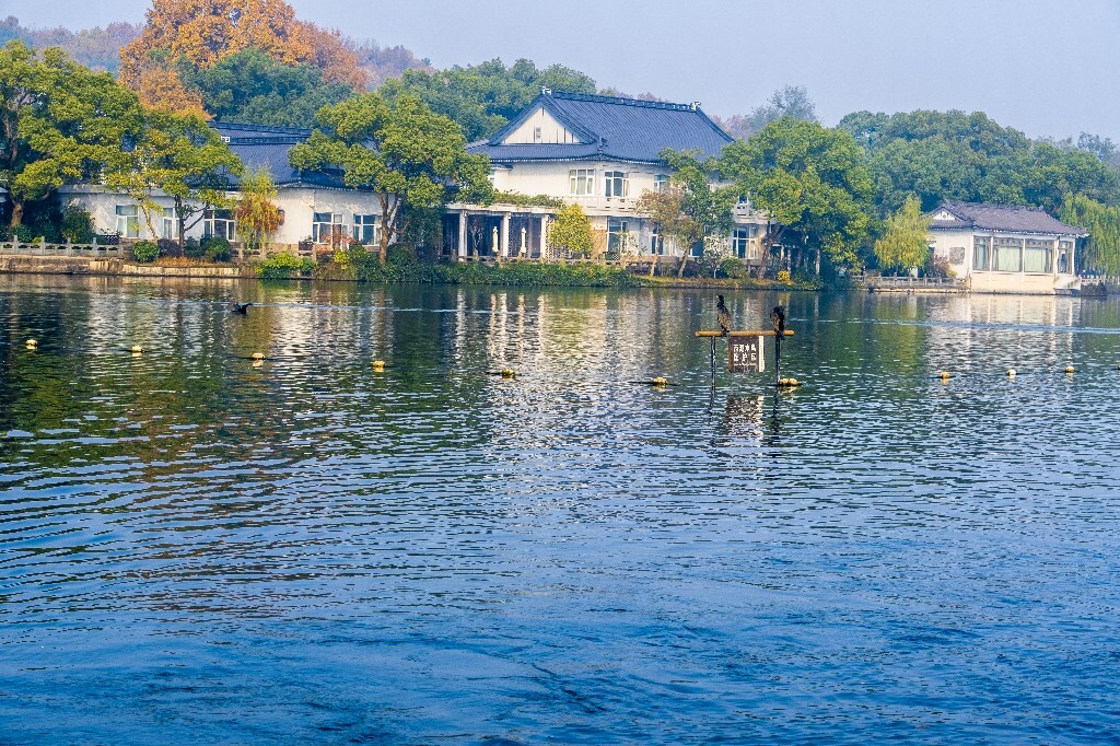西湖水鸟 西湖风光 风光 西湖 风景 自然 湖水 图片 摄影