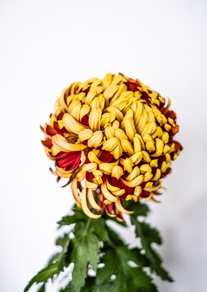 菊花 寿客 金英 黄华 秋菊 陶菊 日精 女华 延年 隐逸花 家菊 花儿 盛开的菊花
