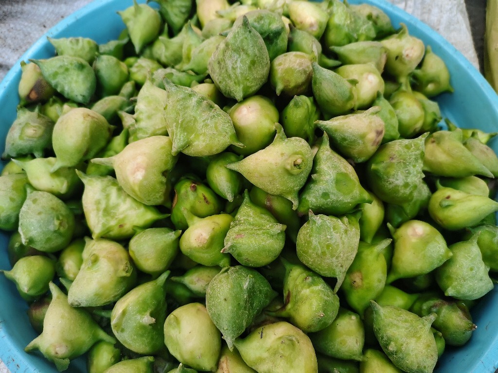 芰 水菱 风菱 乌菱 菱角 水栗 菱实 芰实 摄影 美食 水果 自然 果实