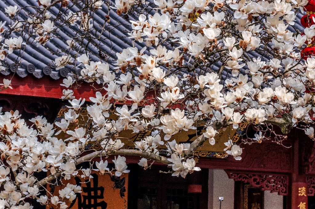 玉兰 玉兰花 植物 微距 摄影 风光 自然 法喜寺 500年玉兰 旅行 白色的玉兰