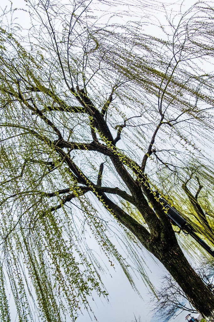 柳树 风光 西湖风光 自然 摄影 西湖柳树 旅行 春天 植物 柳叶