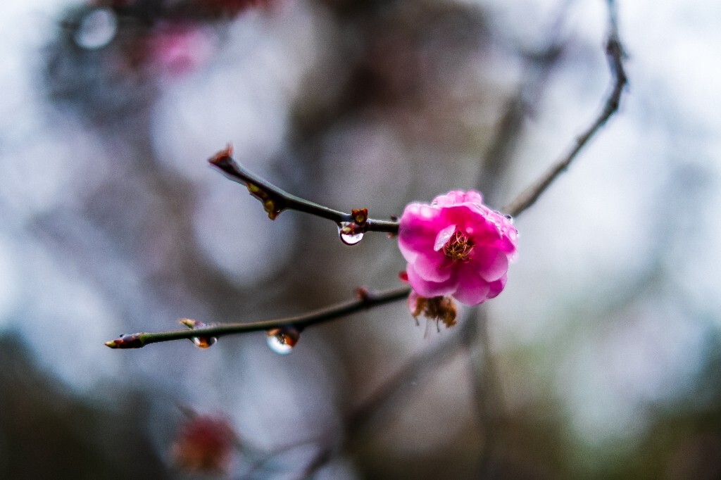 梅花 红色的梅花 梅 图片 摄影 风光 花卉 花朵 旅游 花