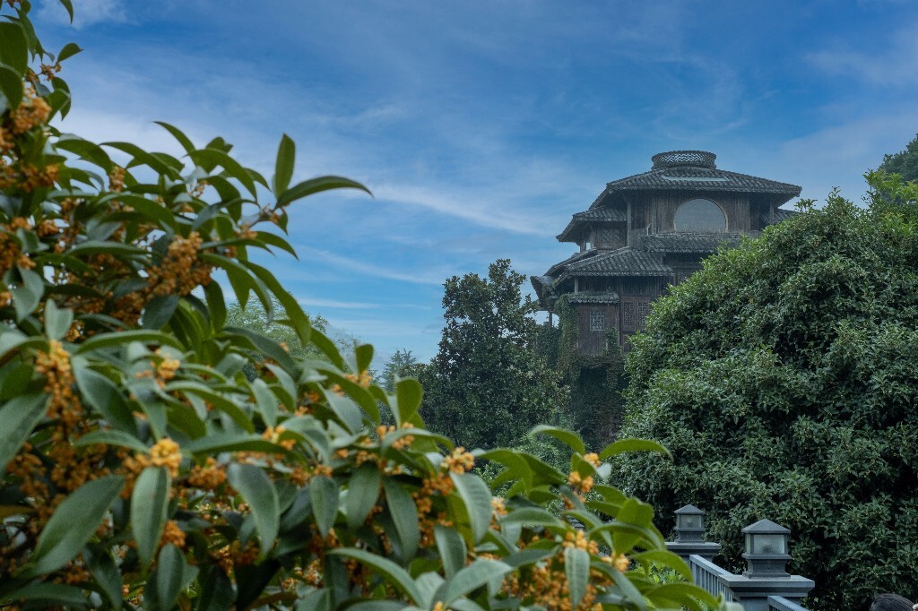 桂花 建筑 汤屋 风光 网红建筑 摄影 盛开的桂花
