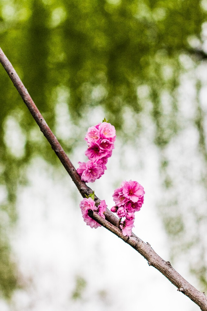 西湖桃花  桃花 自然 微距 风光 色彩 西湖之春    <br />
春天 桃红柳绿 西湖三月天