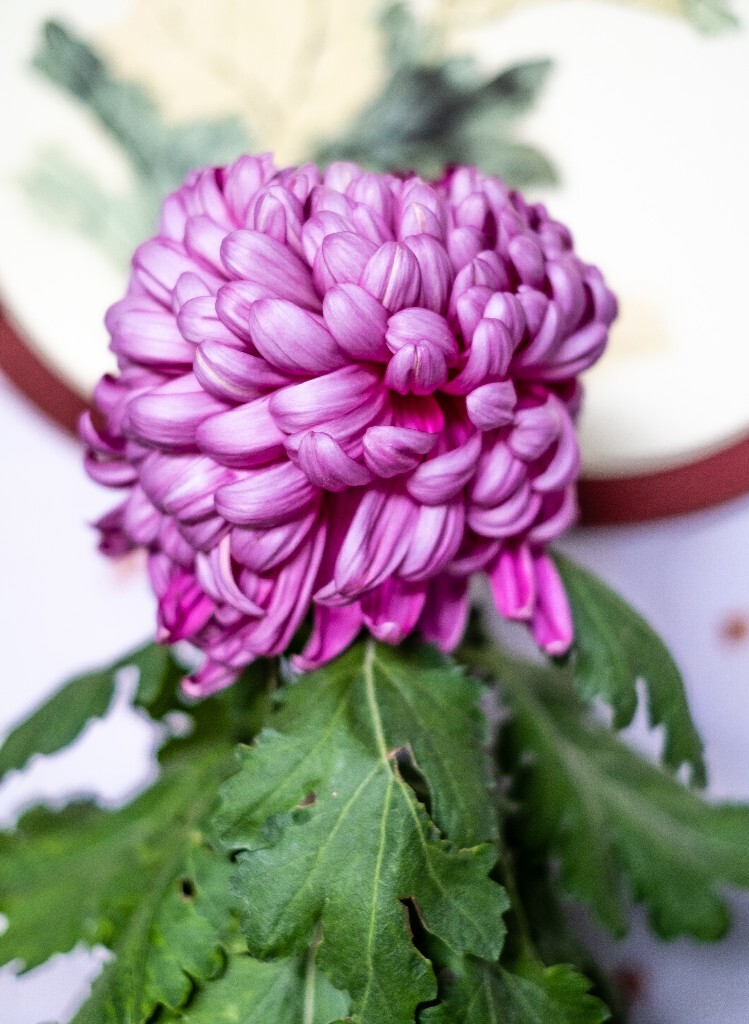 菊花 寿客 金英 黄华 秋菊 陶菊 日精 女华 延年 隐逸花 家菊 花儿 盛开的菊花