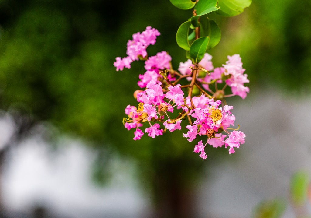 紫薇花 入惊儿树 百日红 满堂红 痒痒树 紫金花 紫兰花 蚊子花 西洋水杨梅 无皮树