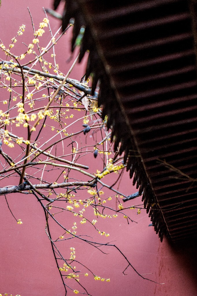梅花 腊梅 风光 摄影 自然 植物 微距 旅行 建筑 钱王祠