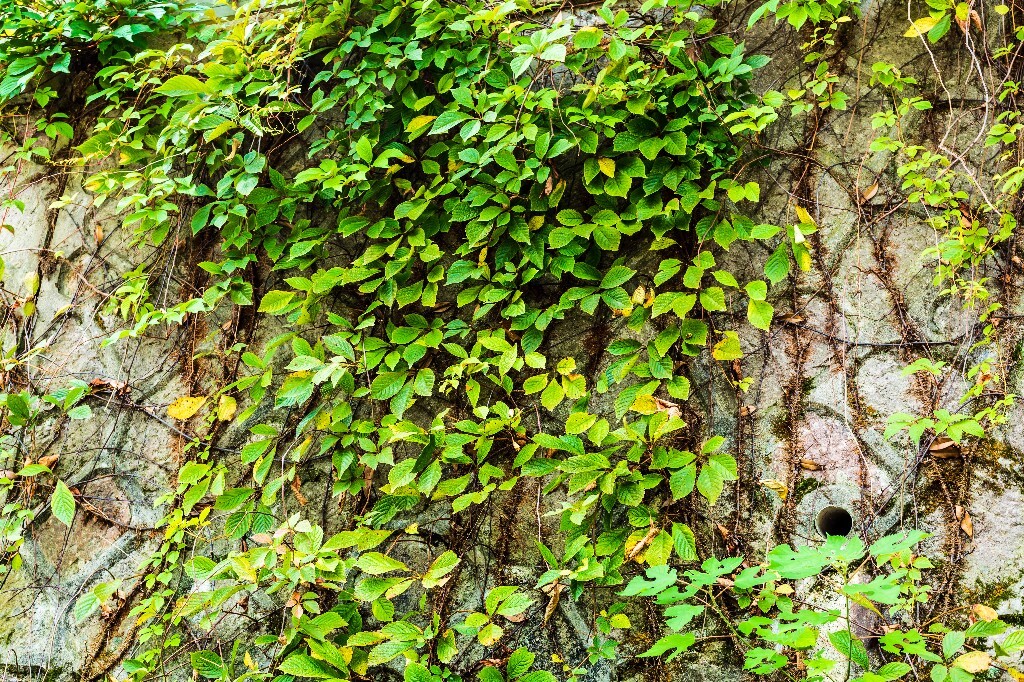 捆石龙 枫藤 小虫儿卧草 红丝草 红葛 趴山虎 红葡萄藤 巴山虎 摄影 爬山虎