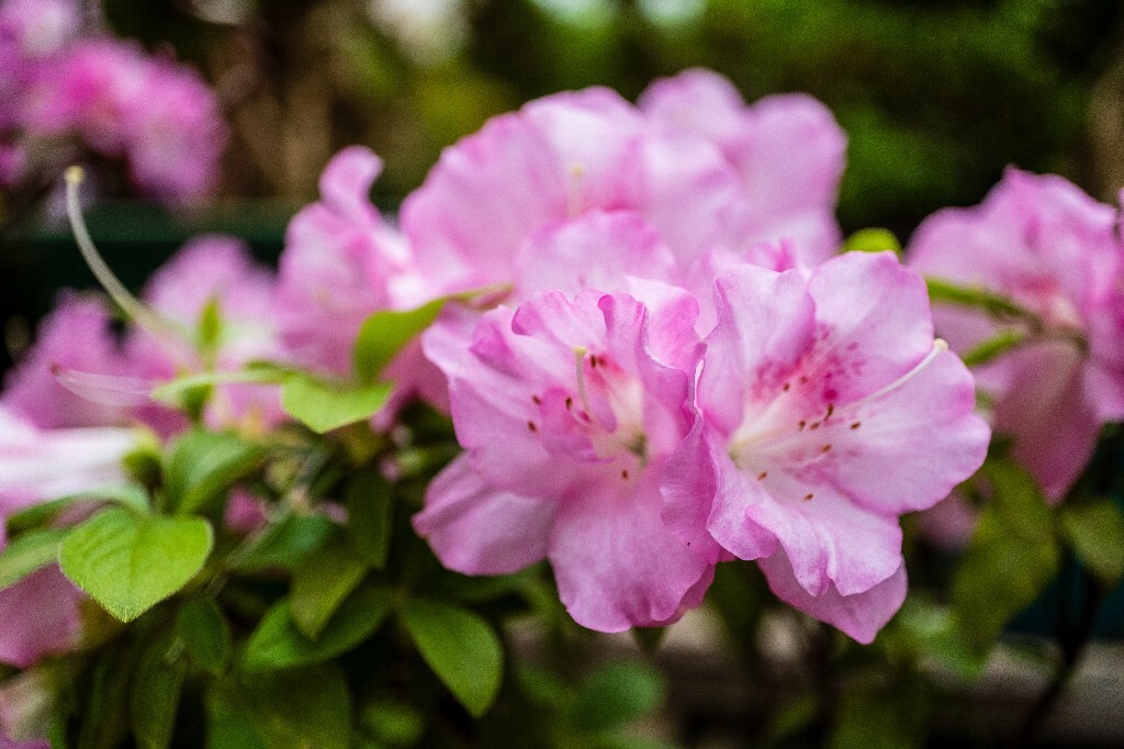 杜鹃花 山踯躅 山石榴 映山红 照山红 唐杜鹃 春鸟花 杜鹃 植物 微距 摄影 风光 自然