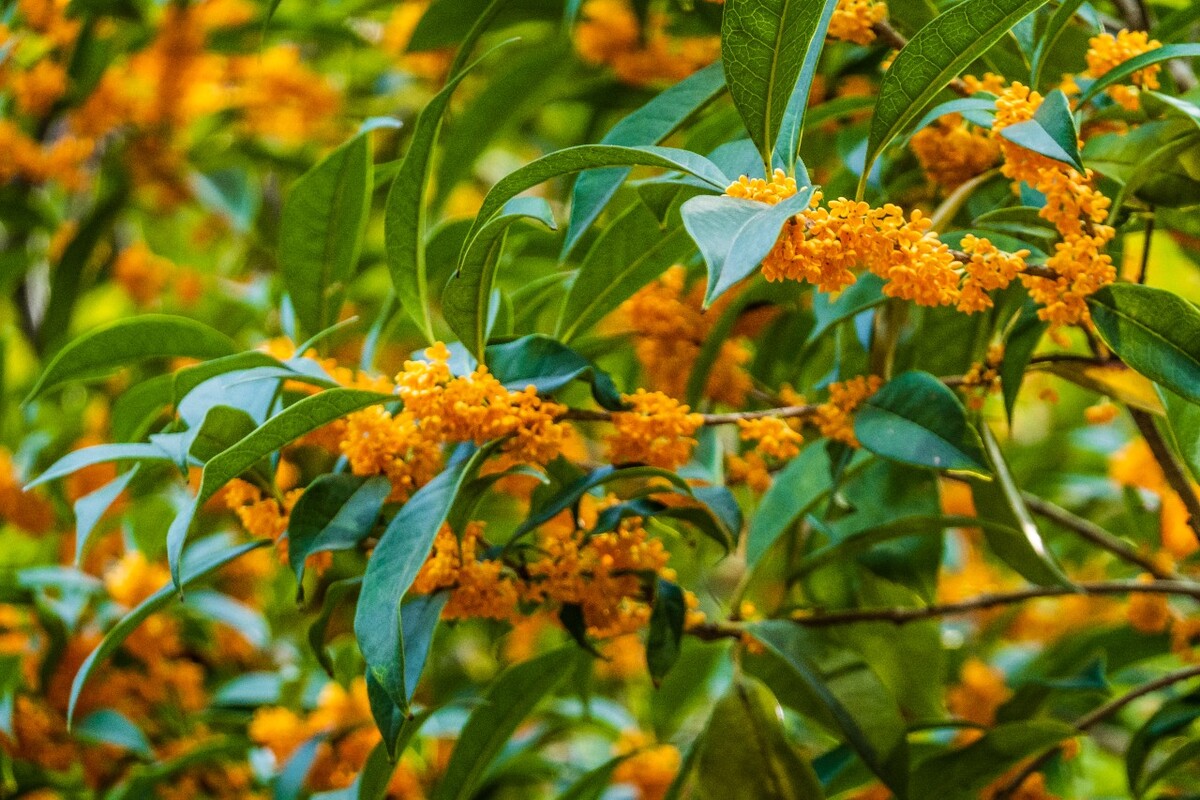 岩桂 木犀 九里香 金 植物 摄影 花草 桂花 金桂 银桂 丹桂 月桂