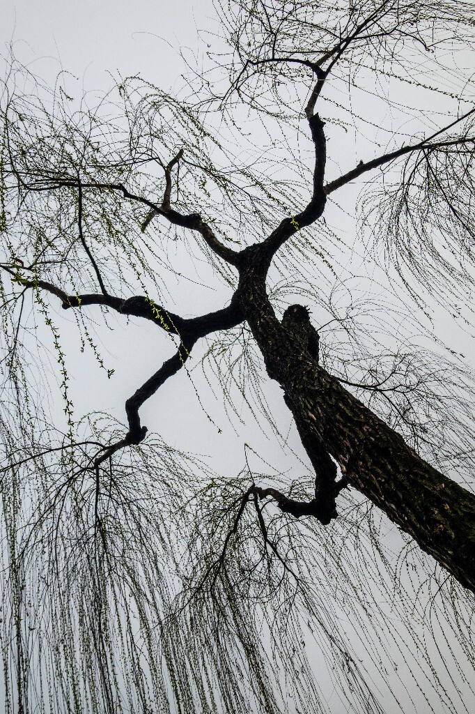 柳树 风光 西湖柳树 自然 植物