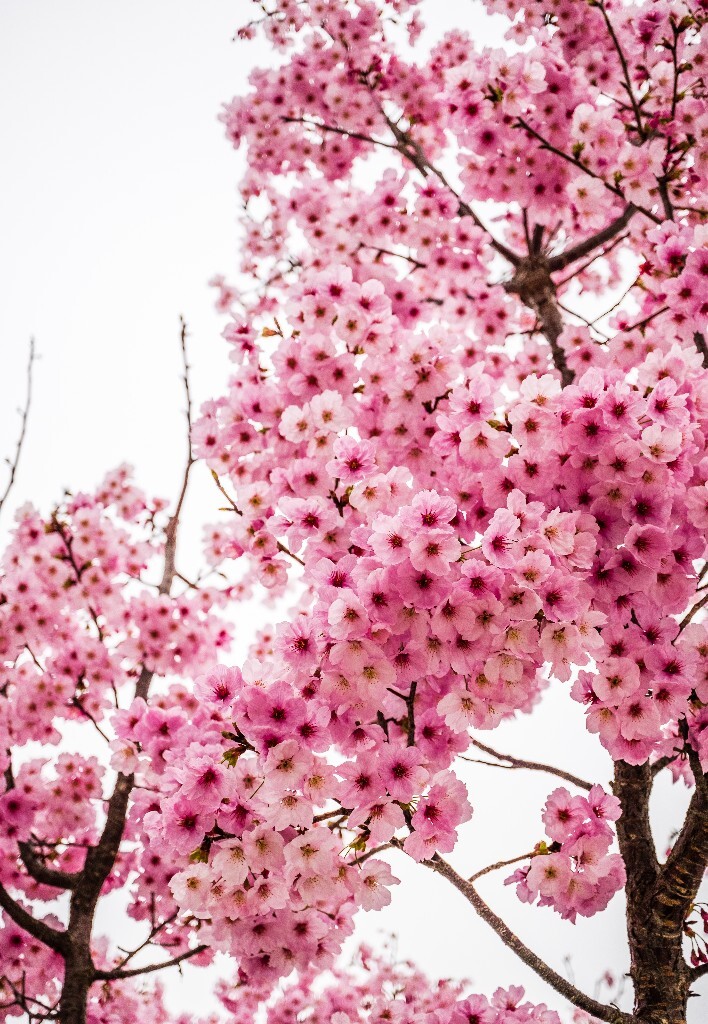 粉色樱花 色彩 花 花朵 花儿 樱花 <a href="https://tuchong.com/tags/%E6%84%9F%E7%9F%A5%E6%98%A5%E5%A4%A9%E6%9D%A5%E4%B8%B4%E7%9A%84%E7%9E%AC%E9%97%B4/" target="_blank">#感知春天来临的瞬间</a>