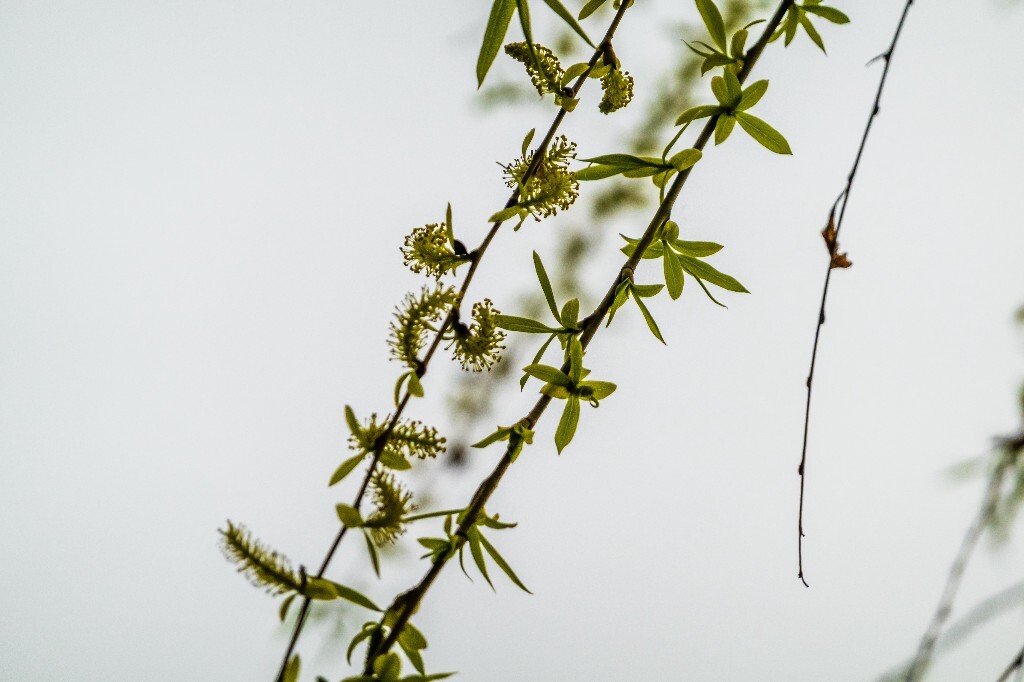 西湖柳树 风光 自然 植物 柳树