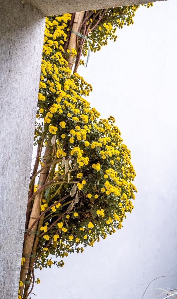 菊花 寿客 金英 黄华 秋菊 陶菊 日精 女华 延年 隐逸花 家菊 摄影 植物 花朵  花儿 盛开的菊花 秋菊
