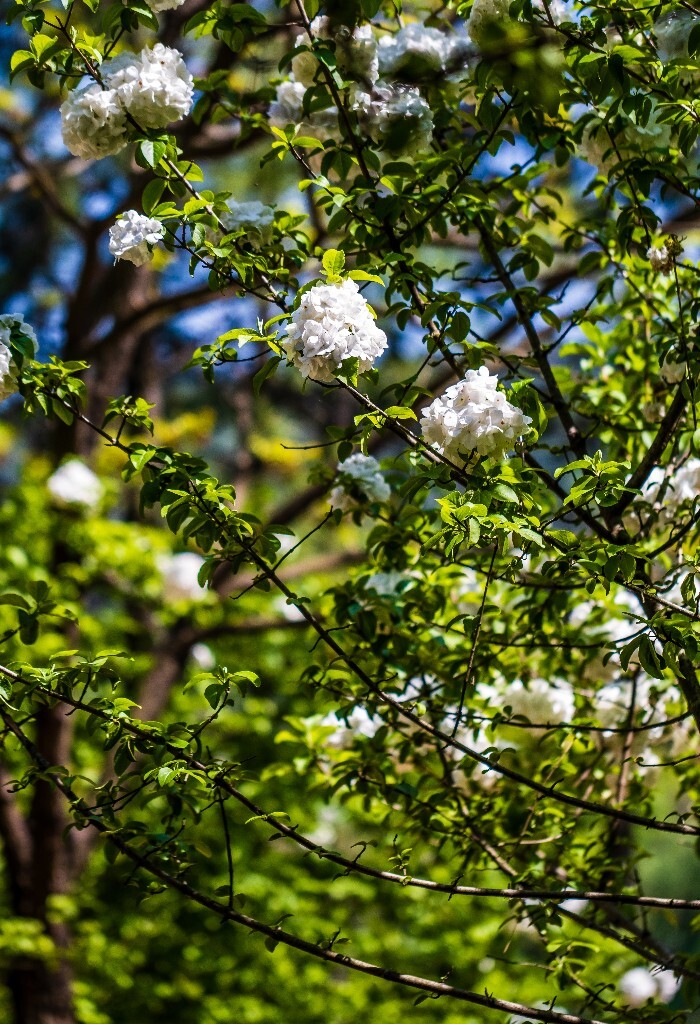 八仙花 粉团花 草绣球 紫绣球 紫阳花 绣球 木绣球 摄影 风光 植物花朵 旅行