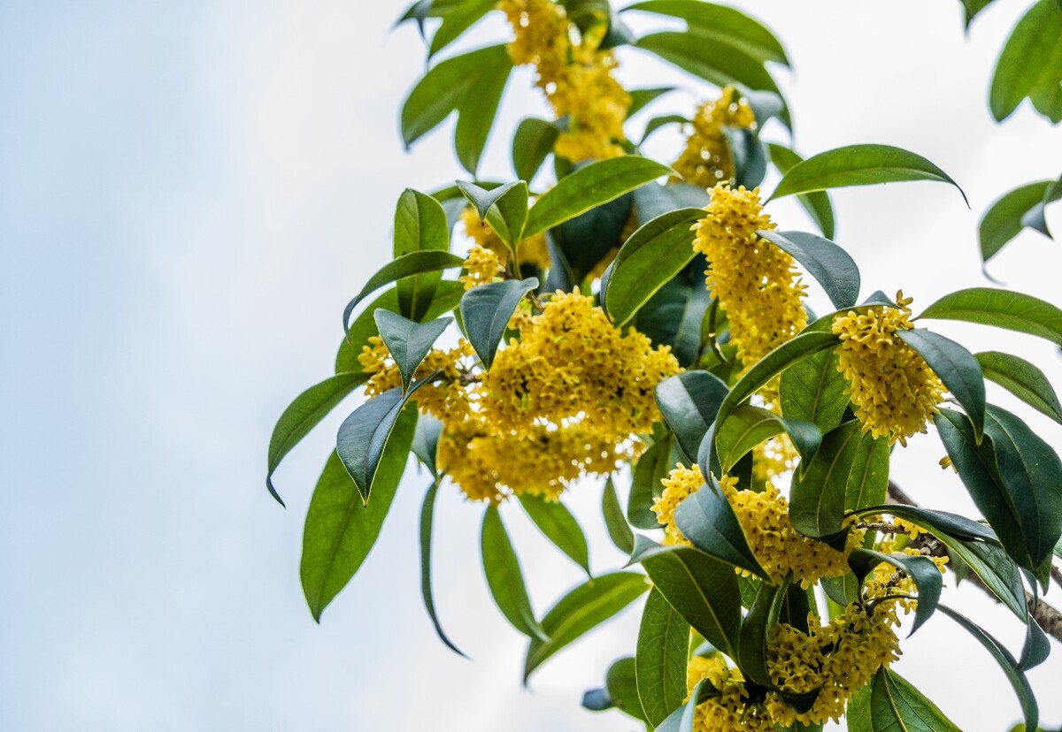 桂花 花朵 植物 摄影 旅行 花儿 金桂 银桂