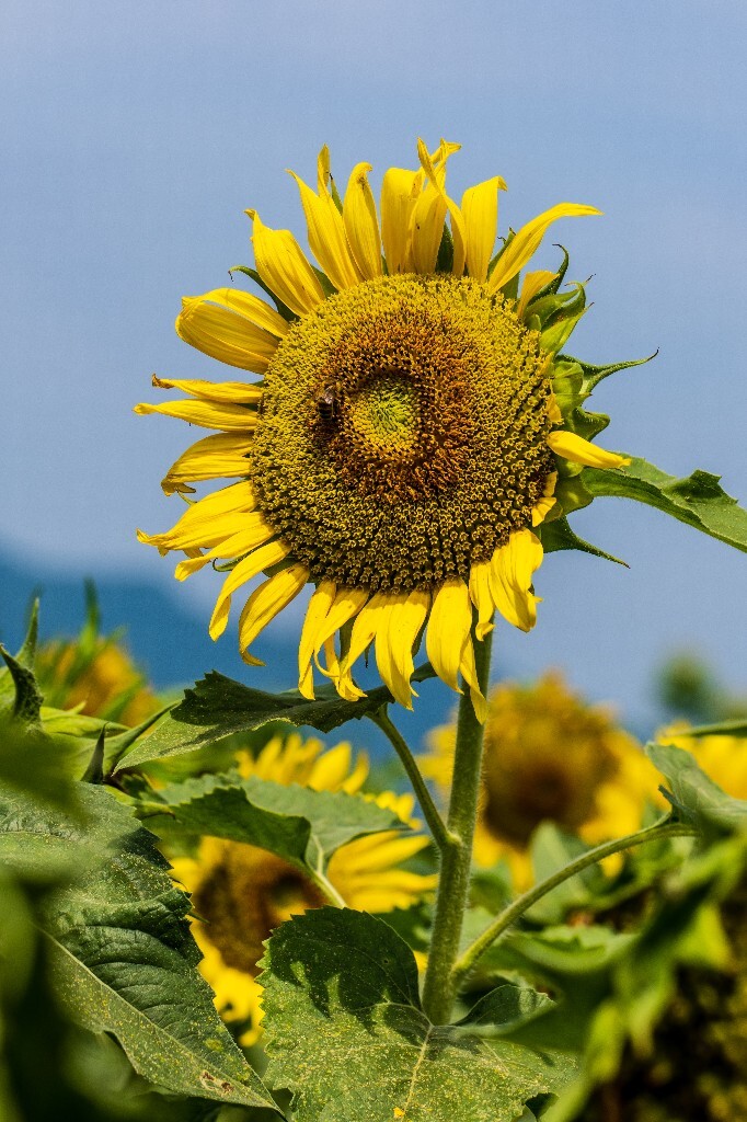 向日葵 葵花 向阳花 望日葵 朝阳花 转日莲 太阳花 摄影 风光 自然 花儿