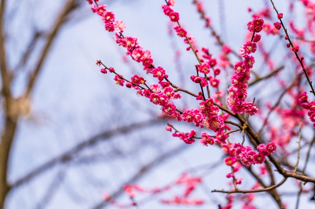 梅花 红色的梅花 梅 图片 摄影 风光 花卉 花朵 旅游 花