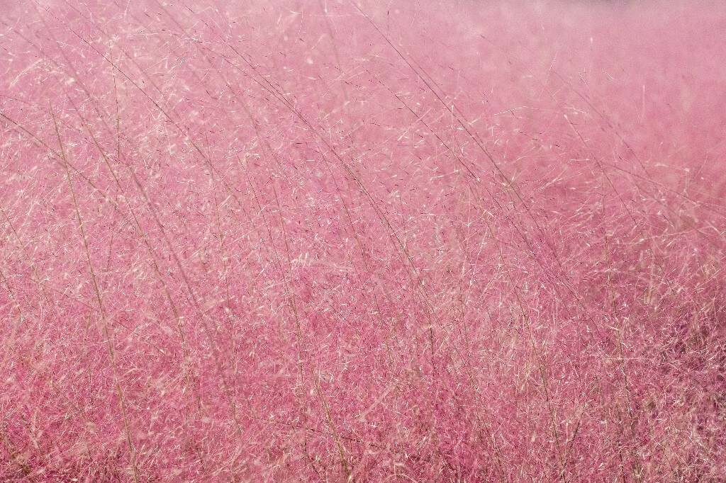 粉黛乱子草 毛芒乱子草 植物 风光 旅行
