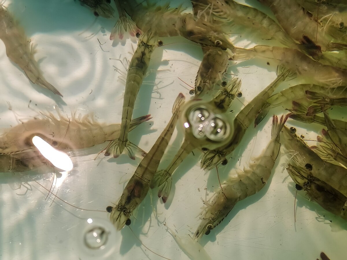 图片 摄影 素材图片 素材 虾 生活在水中的节肢动物 南极红虾 青虾 河虾 草虾 对虾 明虾 龙虾