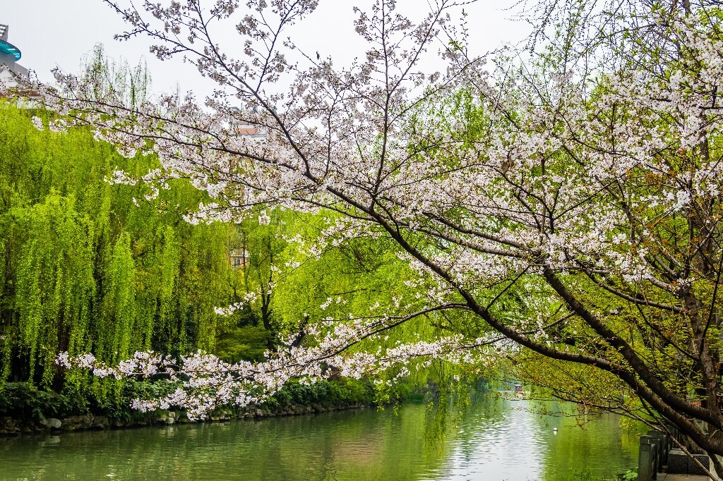 柳树 风光 摄影 小河 河水 自然 风光 自然风光 建筑