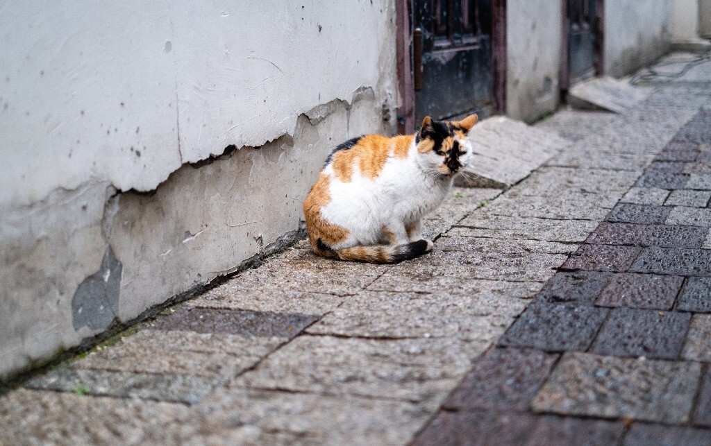 猫 喵星人 橘猫 摄影 猫咪 动物 摄影 动物摄影 旅行 街拍