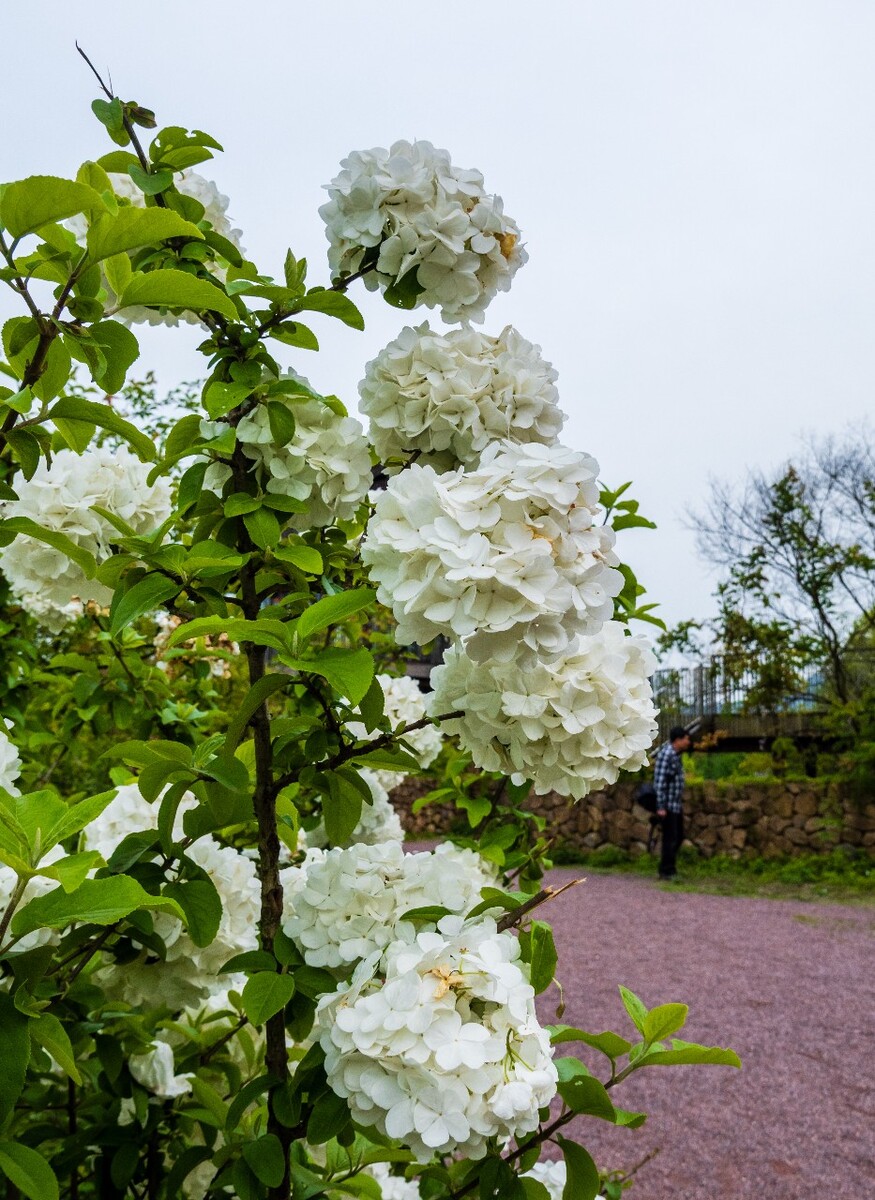 绣球 花 八仙花 粉团花 草绣球 紫绣球 紫阳花 绣球 图片 摄影 花草